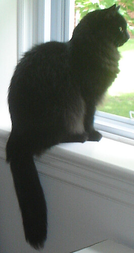 Blackula_DSC07823_crop