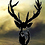 BlackDeadDeer