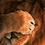Rexilion